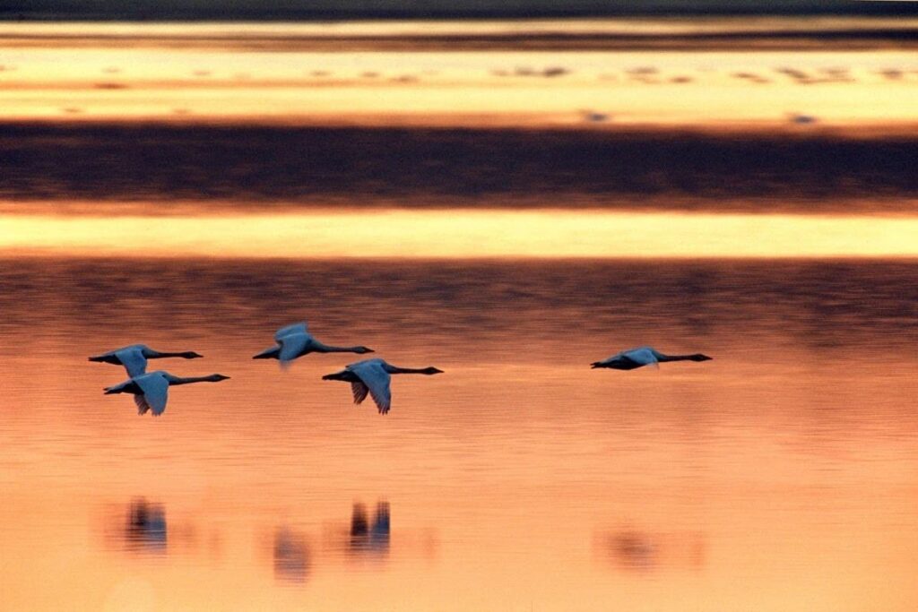 Ptaki lecące nad wodą w blasku zachodzącego słońca